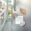Seashell Magnet Set