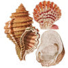 Seashell Magnet Set