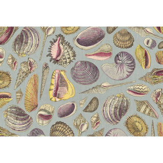 Shell Study Placemats - Boutique Bella BellaPlacemats