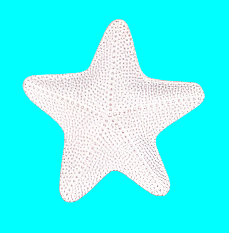 Shell Tidbit Plates - Assorted - Boutique Bella Bellakitchen trivet