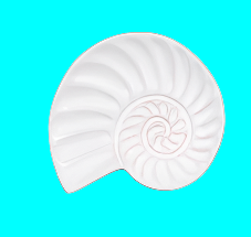 Shell Tidbit Plates - Assorted - Boutique Bella Bellakitchen trivet